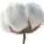 Coton